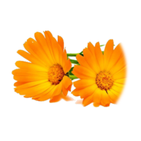 Calendula officinalis